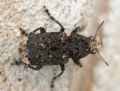 Platyrhinus resinosus
